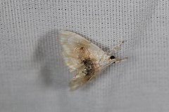 Lipocosma sicalis
