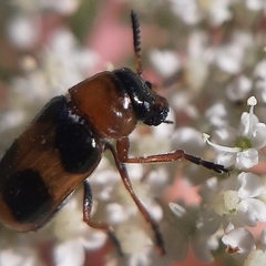 Coptocephala rubicunda