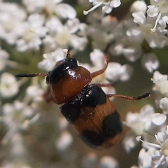 Coptocephala rubicunda