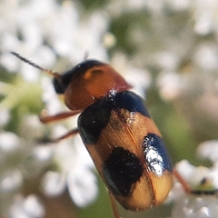 Coptocephala rubicunda