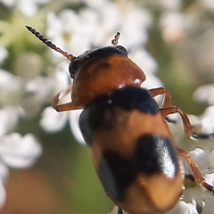 Coptocephala rubicunda
