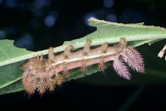 Automeris larra