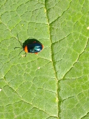 Asphaera abdominalis