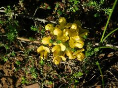 Lotononis involucrata