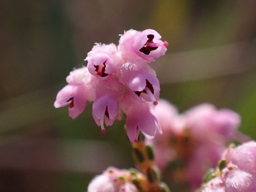 Image of Erica plumosa by (c) Ren Hoekstra, some rights reserved (CC BY)