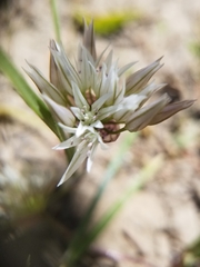 Allium brandegeei