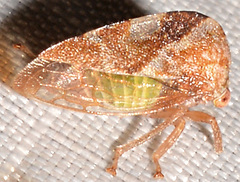 Cyrtolobus vau