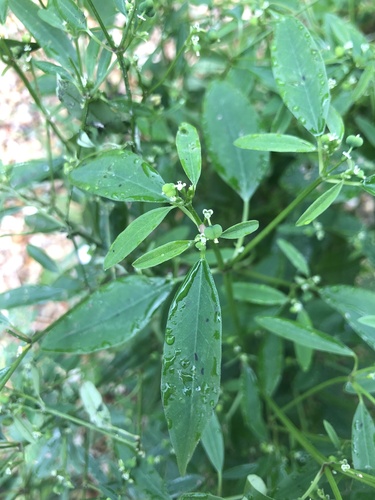 Euphorbia graminea iNat (3)