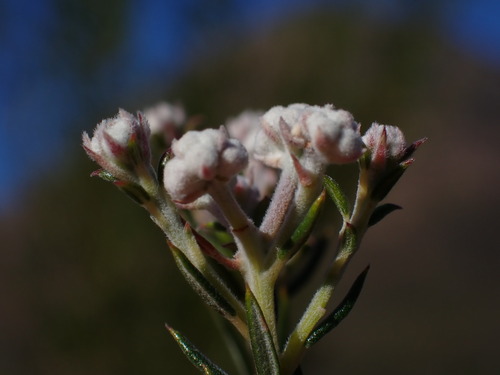 Phylica cryptandroides (Phylica cryptandroides)