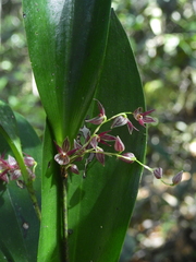 Pleurothallis lindenii