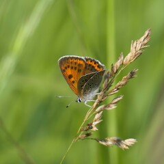 Lycaena candens