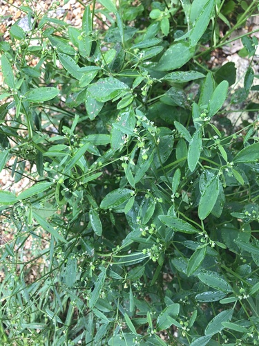 Euphorbia graminea