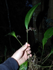 Pleurothallis lindenii