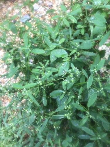 Euphorbia graminea