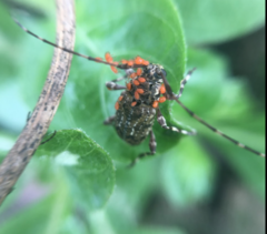 Aegomorphus circumflexus