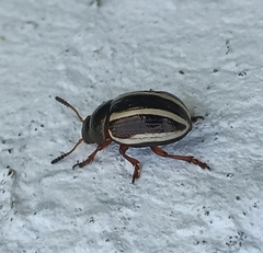 Leptinotarsa tlascalana