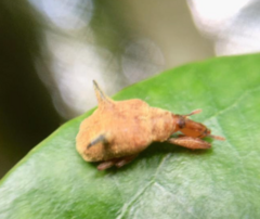 Odontopus nigrispinis