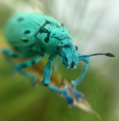 Ericydeus nigropunctatus