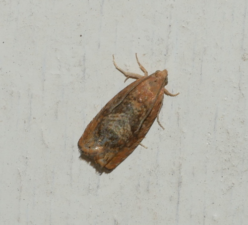 Vagrant Piercer, 6721 Bennekom, Nederland, photo 9 of 10