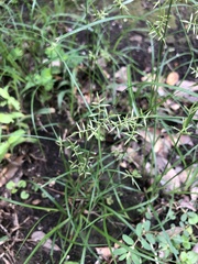 Cyperus thyrsiflorus
