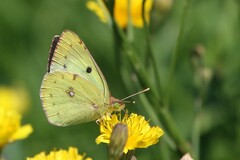 Colias erate
