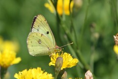 Colias erate