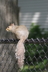 Sciurus carolinensis