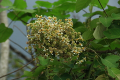 Montanoa quadrangularis