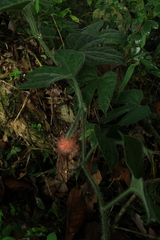 Gurania eriantha