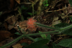 Gurania eriantha