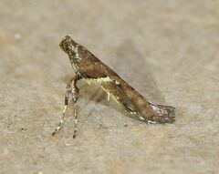 Caloptilia semifascia