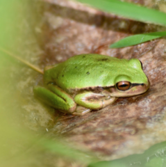 Dendropsophus molitor