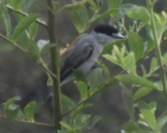 Pachyramphus rufus