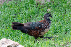 Galloperdix lunulata