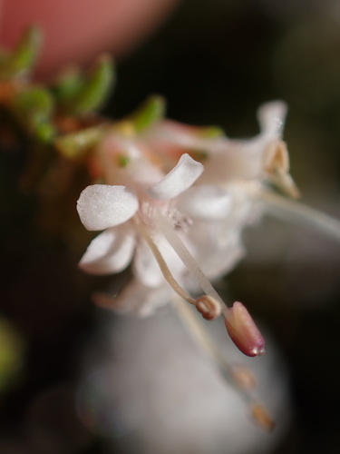 Image of Macrostylis squarrosa by (c) Ren Hoekstra, some rights reserved (CC BY)