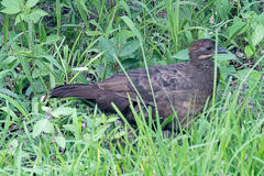 Galloperdix lunulata