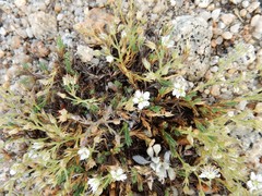 Sabulina nuttallii