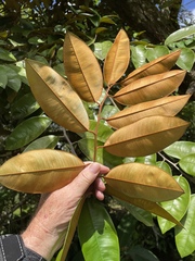 Chrysophyllum cainito