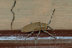 Celosterna scabrator