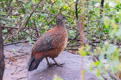 Galloperdix lunulata