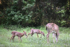 Odocoileus virginianus