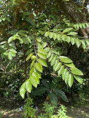 Chrysophyllum cainito