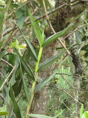 Elleanthus smithii
