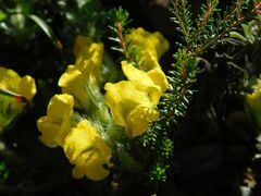 Lotononis involucrata