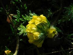 Lotononis involucrata