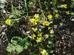 Lotononis involucrata