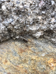Xylotrechus smei