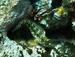 Parablennius intermedius