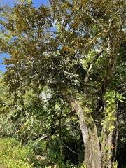 Chrysophyllum cainito