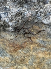 Xylotrechus smei